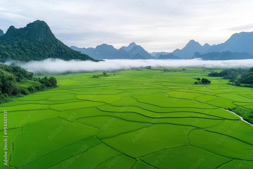 Lush green rice field landscape framed by majestic mountains and mist, creating a serene nature scene. Lush green rice field landscape framed by majestic mountains and mist, creating a serene nature scene.