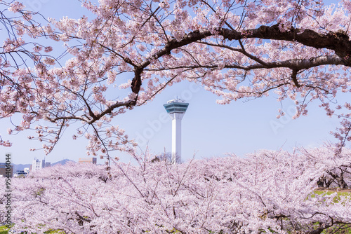 日本の風景・春　北海道函館市　五稜郭公園の桜