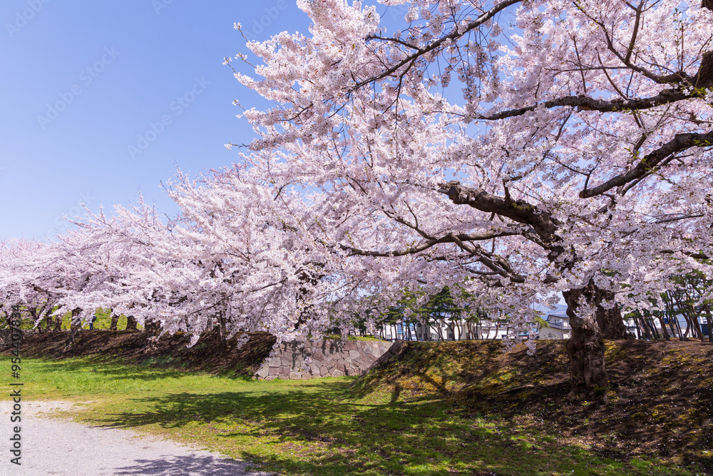 日本の風景・春　北海道函館市　五稜郭公園の桜