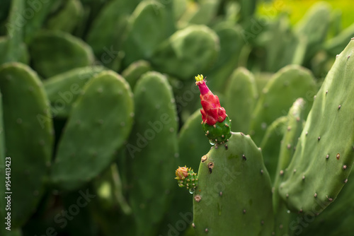 Beautiful Opuntia cochenillifera in the garden. photo