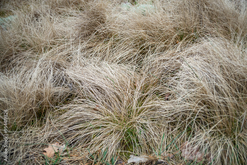 Texture of a mound of dry grass in autumn.