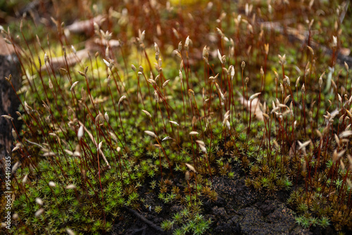 Close-up of forest moss seed pods.