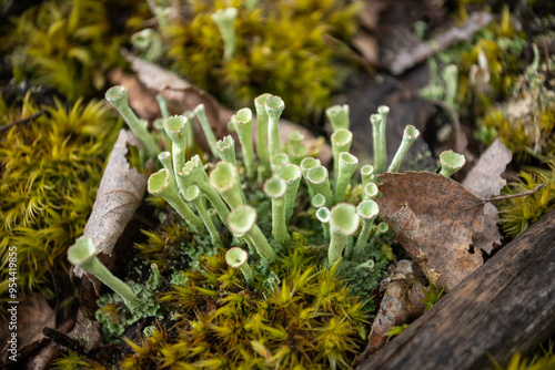 Cladonia, lichen close-up.