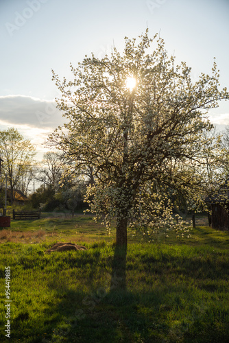 The sun shines through a blossoming apple tree.