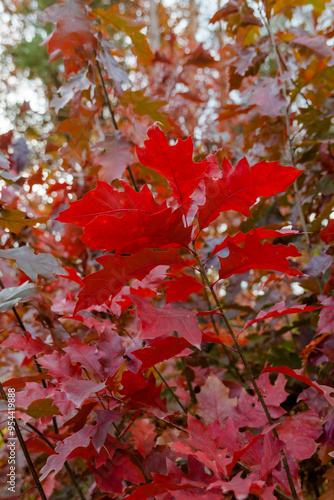 Red oak tree leaves.