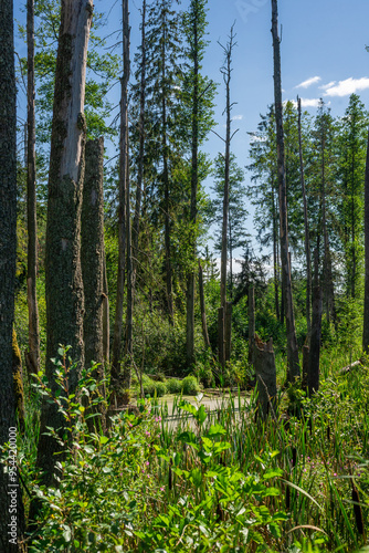 Dry tree trunks in a flooded summer forest.