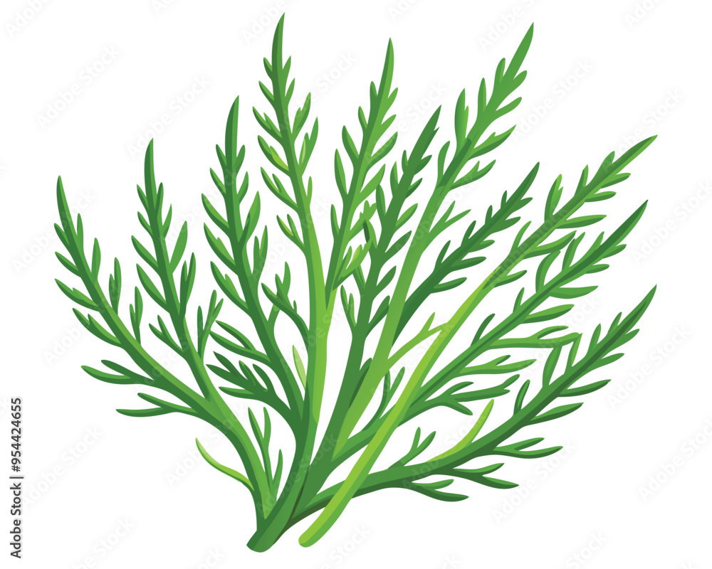 Samphire vector illustration isolated on white background Samphire vector illustration isolated on white background