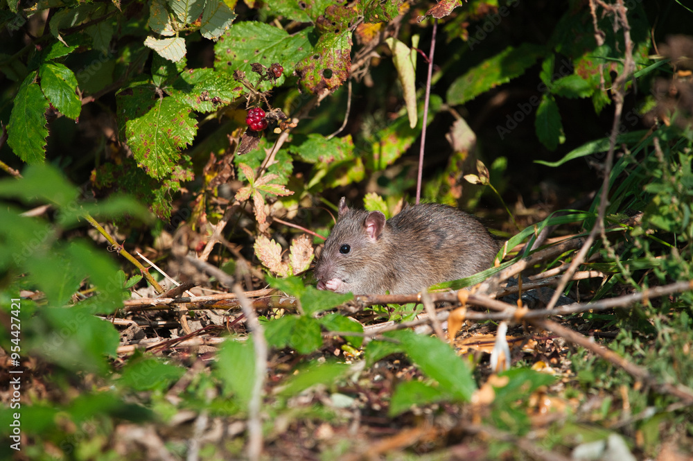 rat rat