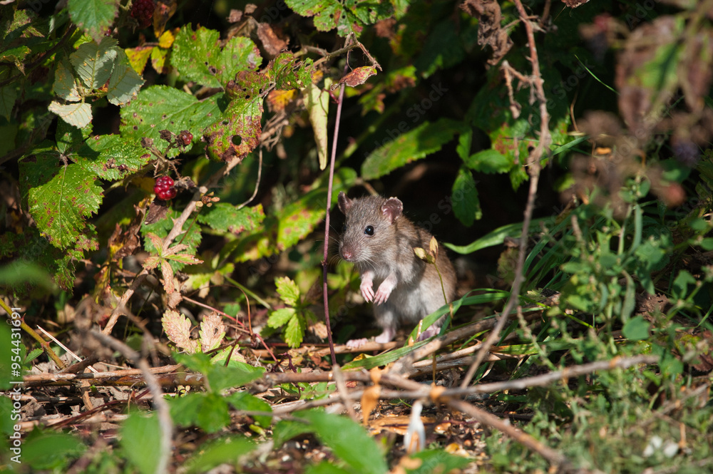 rat rat