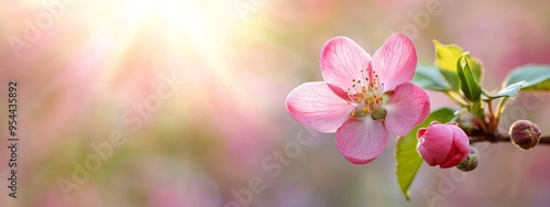  A tight shot of a pink bloom on a tree branch, sun rays filtering through surrounding trees