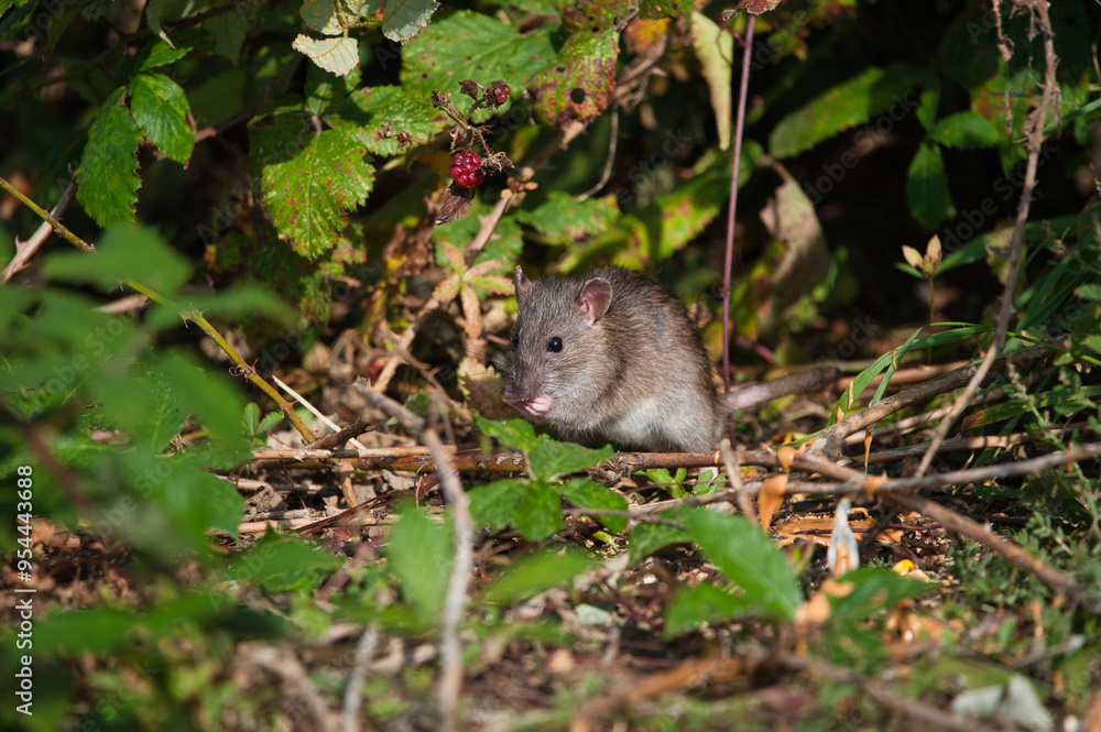 rat rat