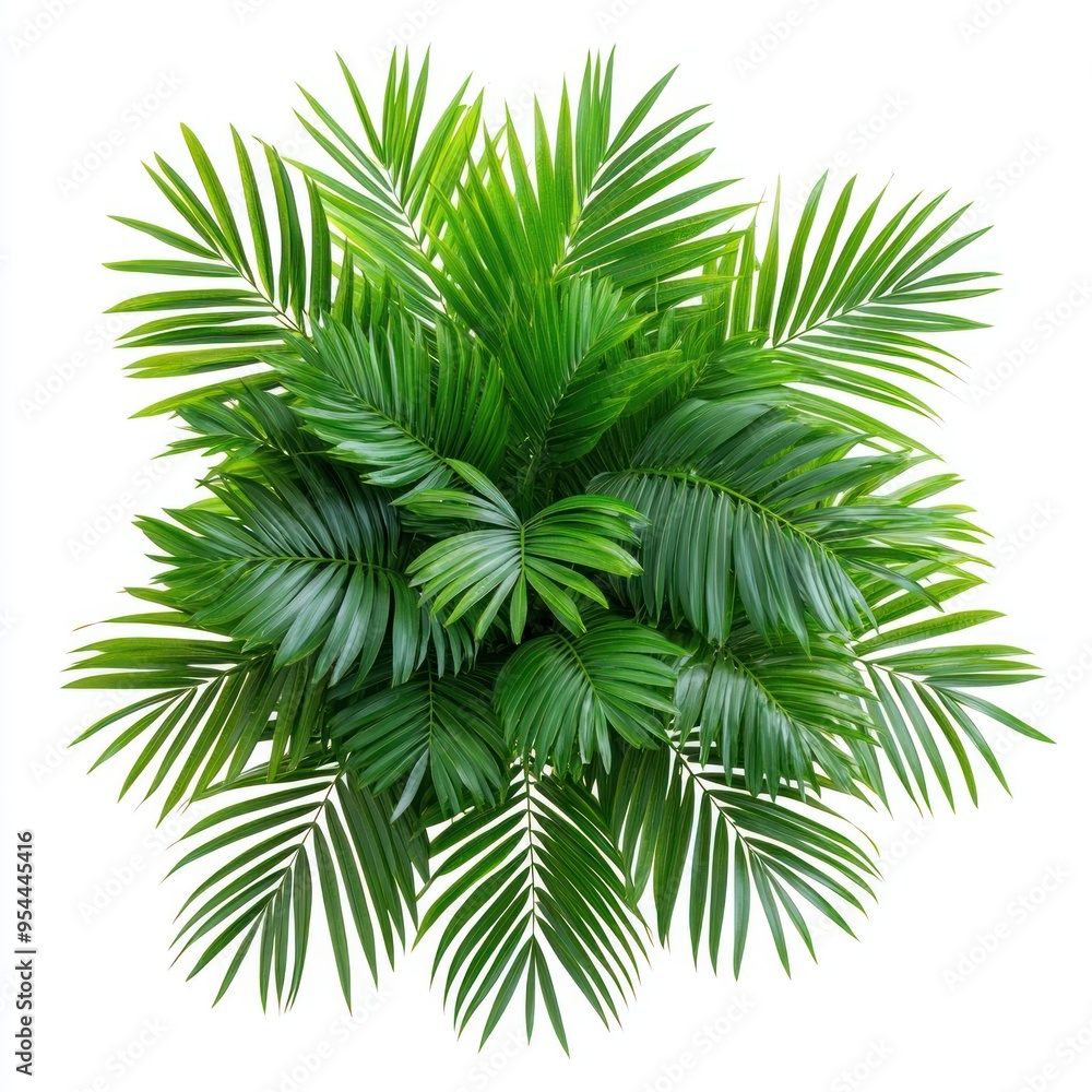 Lush Green Palm Tree Fronds Isolated on White Background Lush Green Palm Tree Fronds Isolated on White Background