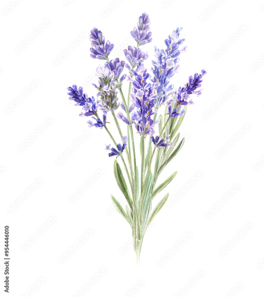 Fototapeta premium Watercolor bouquet with hand painted lavender, Provence flowers