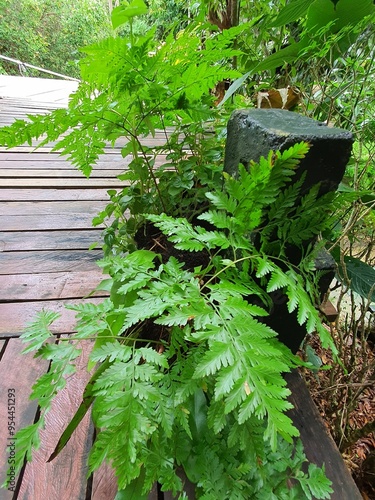 Rumohra-plant, known as 