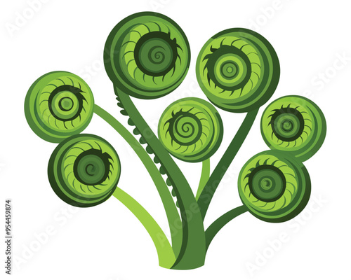 Fiddleheads vector illustration isolated on white background photo