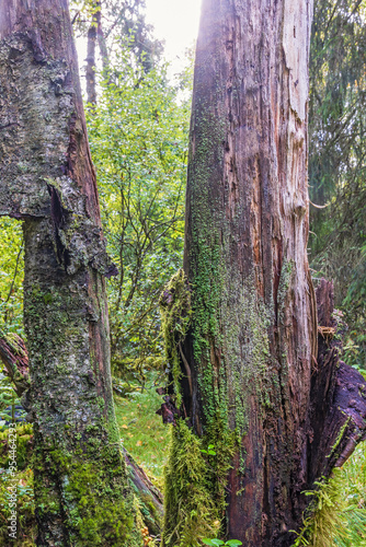 Old tree trunk with moss and lichens in a woodland photo