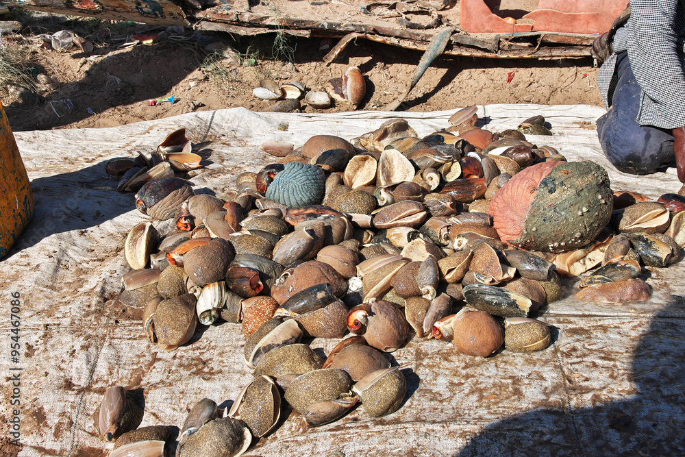 Shells in the sea port of the small village not far Dakar, Senegal