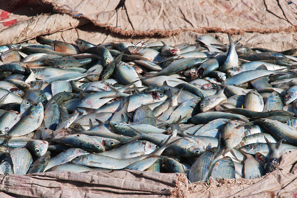 Fish in the sea port of the small village not far Dakar, Senegal