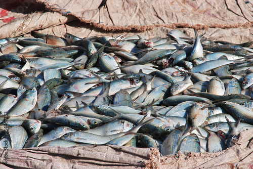 Obraz na płótnie Fish in the sea port of the small village not far Dakar, Senegal w salonie