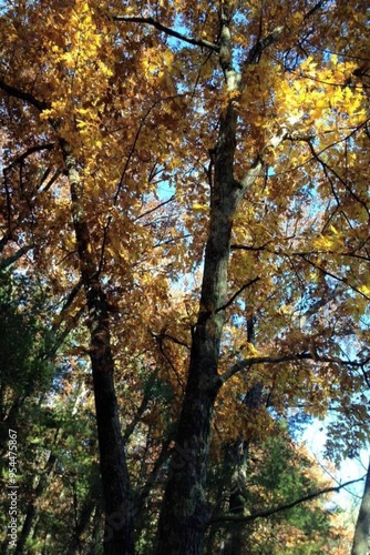 autumn in the forest