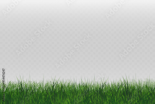 Grass border, vector illustration. Vector grass, lawn. Grass png, lawn png. Green grass with sun glare.