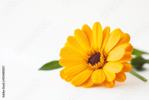 Close-up of a single orange calendula flower, perfect for edible decoration and herbal uses, vibrant and fresh, isolated on white background, selective focus, copy space