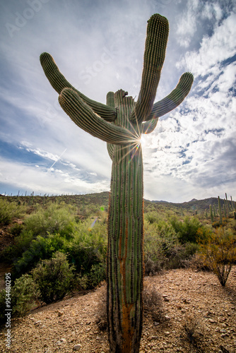 Saguaro National Park, located in southern Arizona, is part of the United States National Park System and of the Sonora Desert.