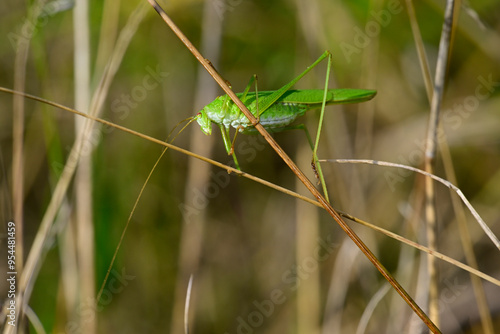 Gemeine Sichelschrecke - Weibchen // Sickle-bearing bush-cricket - female (Phaneroptera falcata)