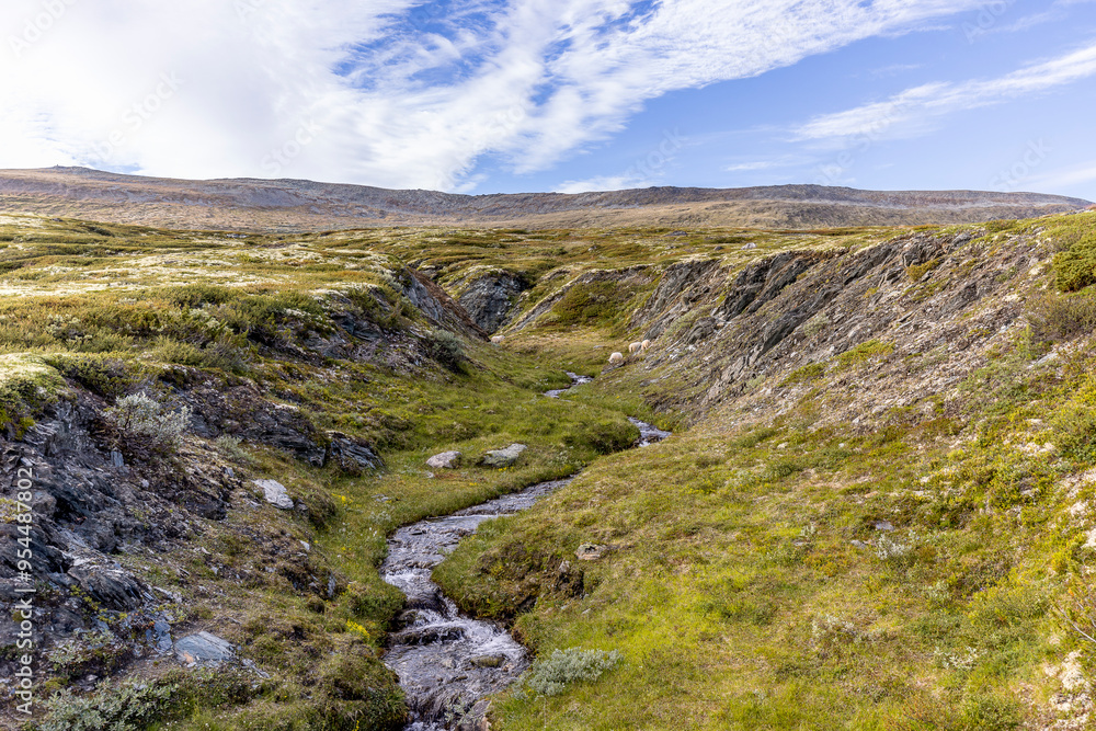 Wild river in Dovrefjell, Norway Wild river in Dovrefjell, Norway
