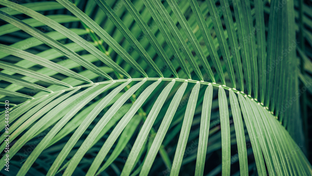 Close-up of a palm leaf. Beautiful texture. Tropical plant
