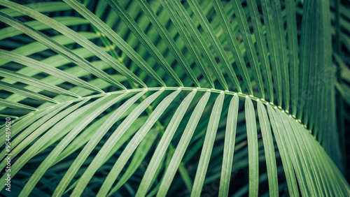 Obraz na płótnie Close-up of a palm leaf. Beautiful texture. Tropical plant w salonie