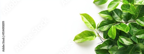  Close-up of a green plant against a clean white backdrop Text space on the left side