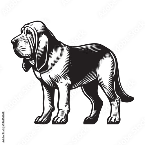 Bloodhound Dog Standing silhouette - standing dog side view Vector illustration in black and white
