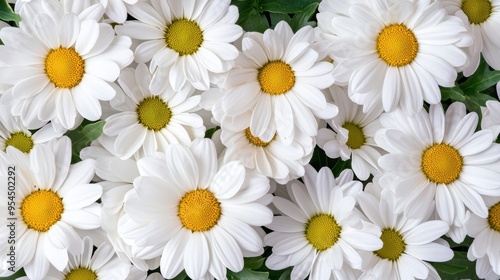 beautiful white daisy flowers in full bloom