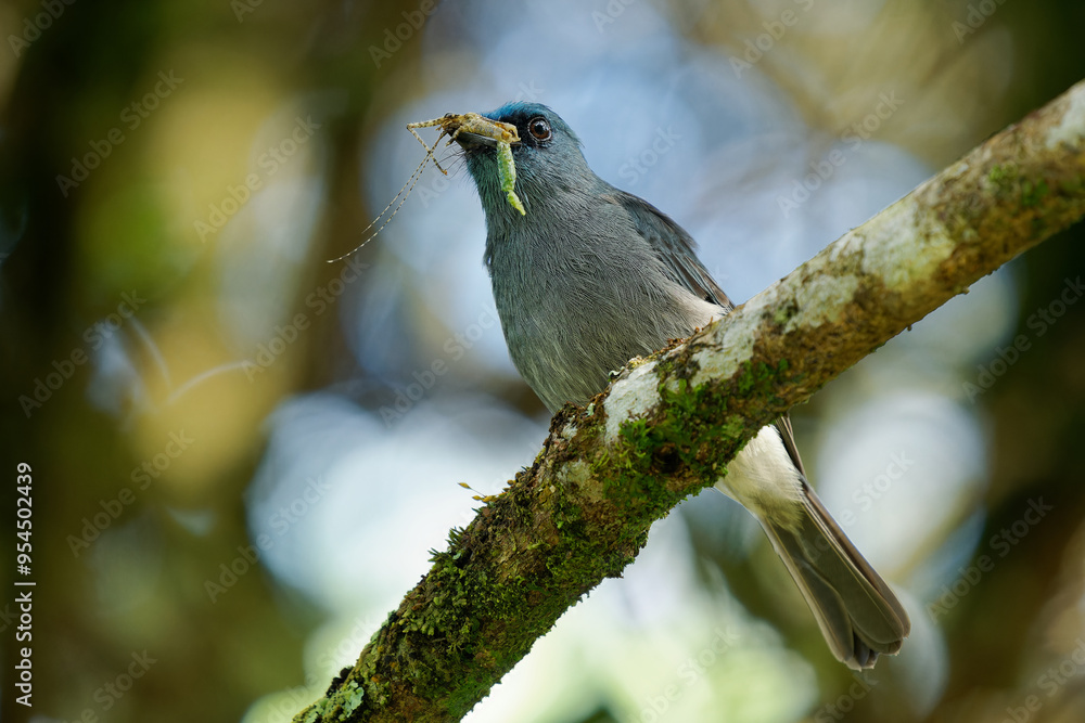 Dull-blue flycatcher Eumyias sordidus small passerine bird in ...