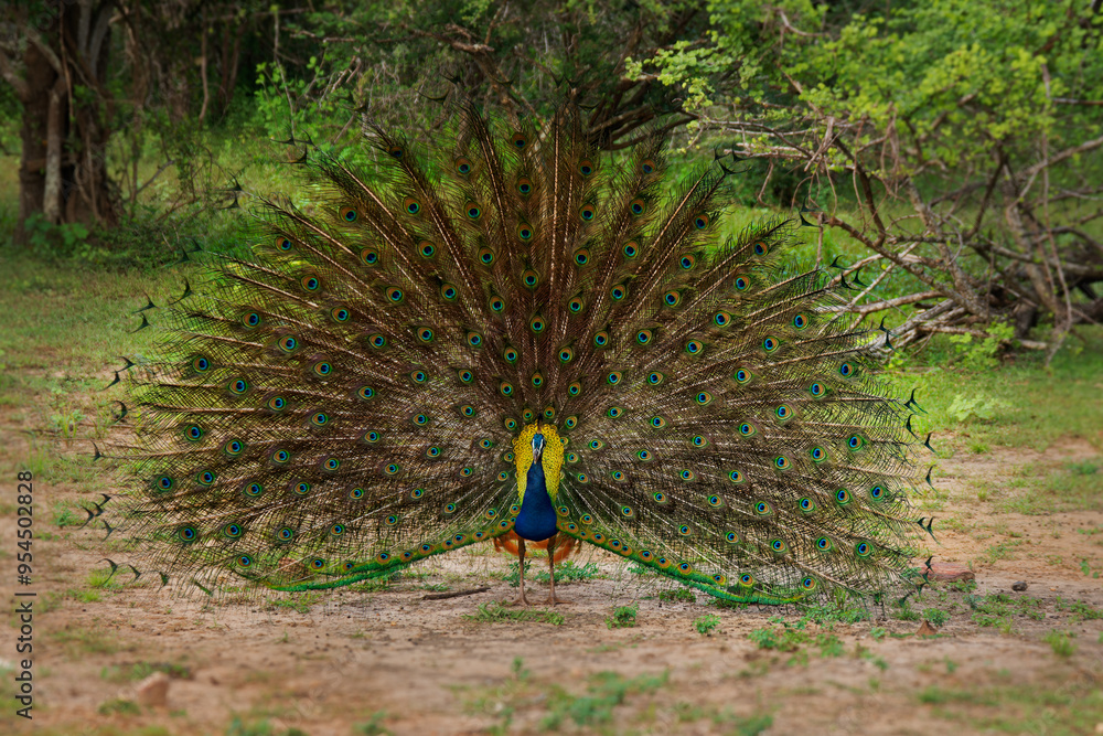 Peacock HBO Max Merger Rumor A Game Changer in Streaming Services