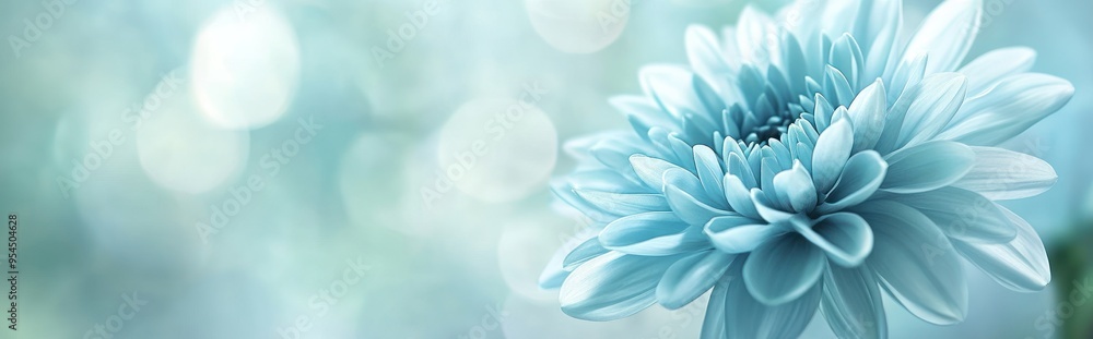 Fototapeta premium Blue Flower with Bokeh Background