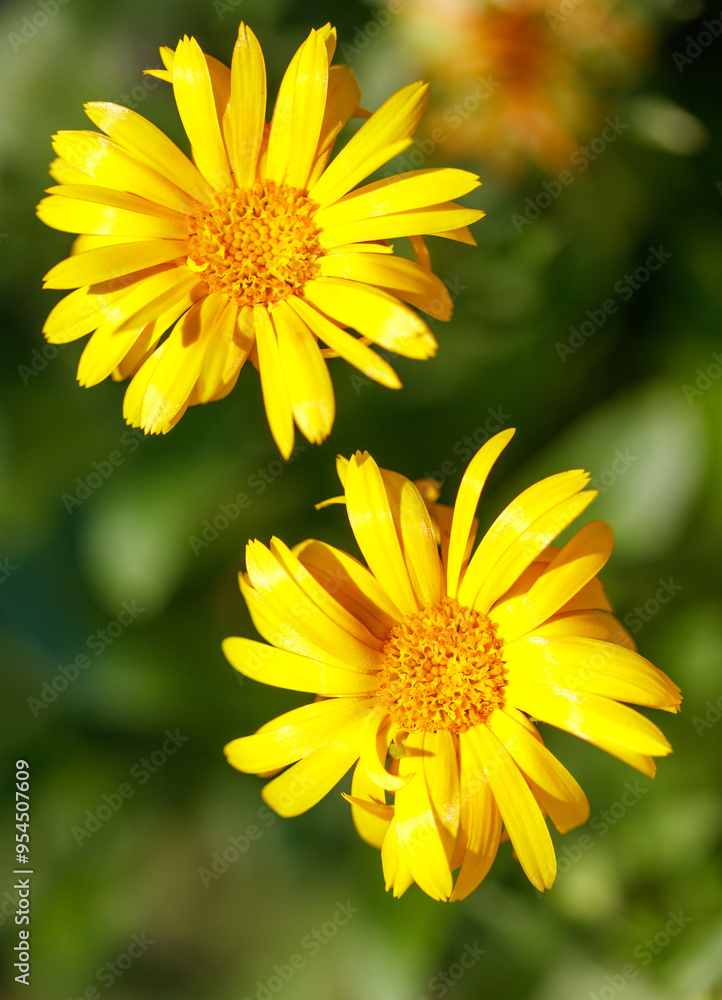 Calendula officinalis flowers in the garden. Close-up Calendula officinalis flowers in the garden. Close-up