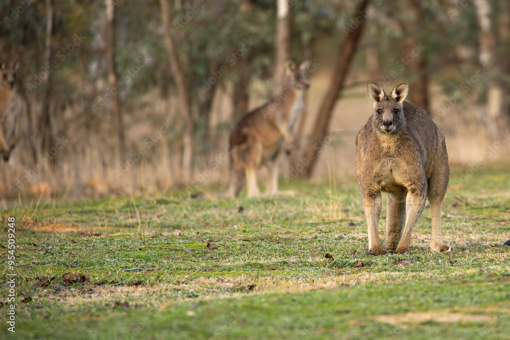 A male Eastern grey kangaroo (Macropus giganteus). Crouching and looking into the camera. Late afternoon. Victoria. A male Eastern grey kangaroo (Macropus giganteus). Crouching and looking into the camera. Late afternoon. Victoria.