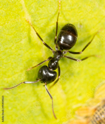 Ants collect aphids on a tree leaf. Macro photo