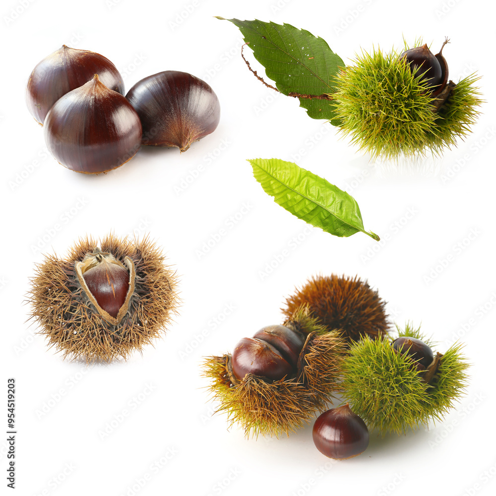 raw japanese chestnut with shell and leaf isolated on a white background raw japanese chestnut with shell and leaf isolated on a white background