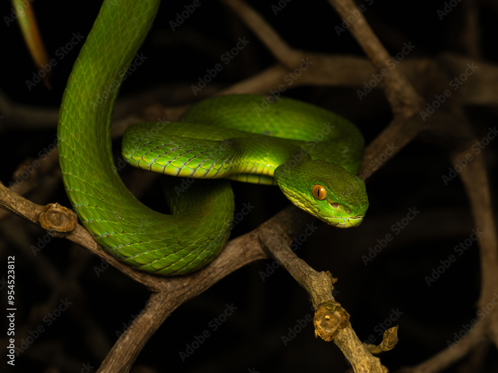 Obraz premium West java - Bogor, 22 august, 2024; the white-lipped pit viper snake hanging on branch waiting their prey also known as Trimeresurus albolabris