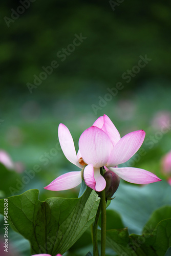 ハスの花