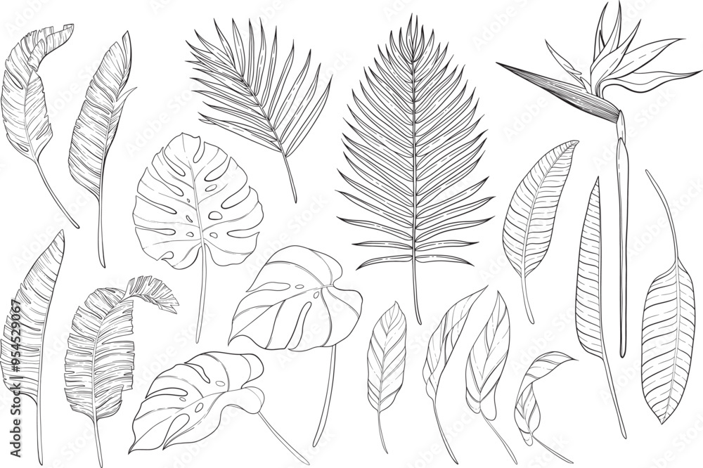 Set of tropical plant. Set of monstera leaf and palm leaf, paradise bird, ficus leaf. Set of tropical plant. Set of monstera leaf and palm leaf, paradise bird, ficus leaf.