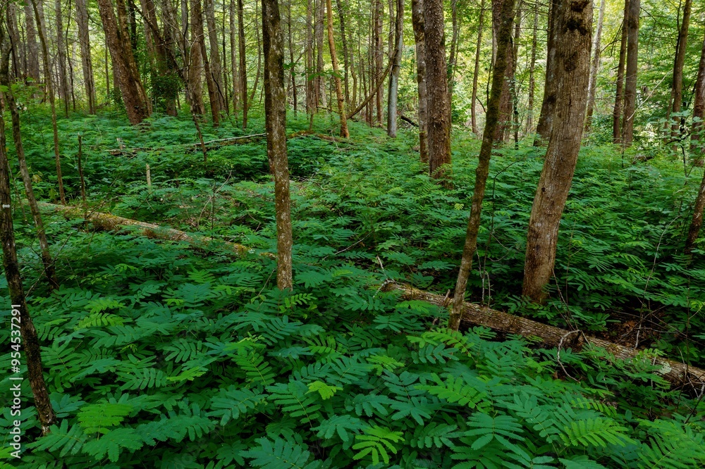 Forest and ferns in the Great Smoky Mountains National Park, Tennessee, United States Of America. Forest and ferns in the Great Smoky Mountains National Park, Tennessee, United States Of America.