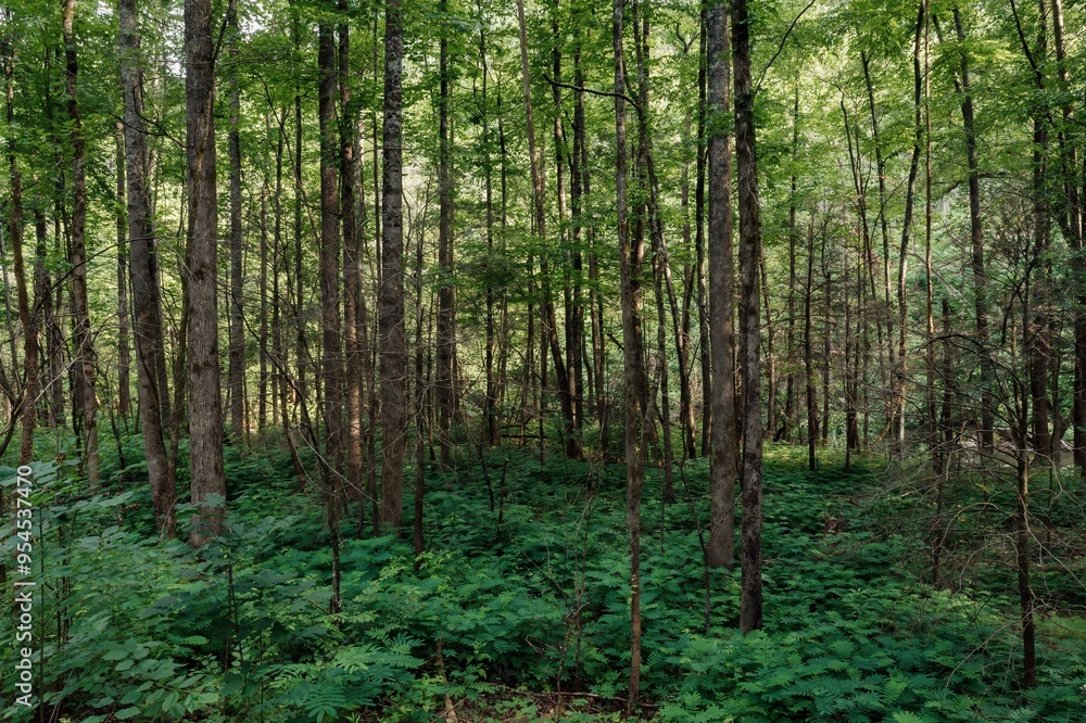 Fototapeta premium Forest and ferns in the Great Smoky Mountains National Park, Tennessee, United States Of America.