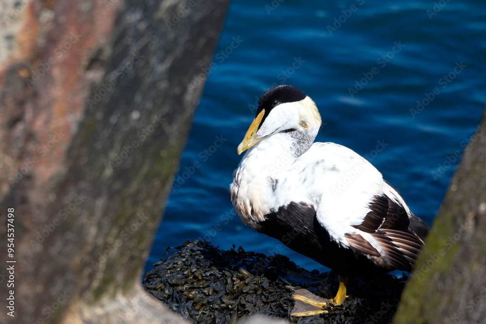 Fototapeta premium Eiderente