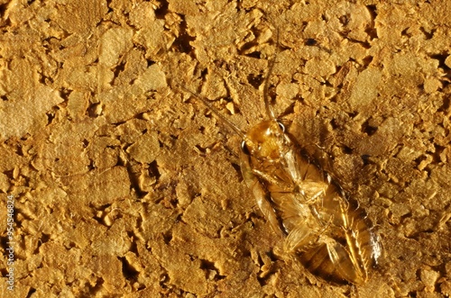 Ventral close-up of Australian Wood Cockroach (Blaberoidea) nymph photo