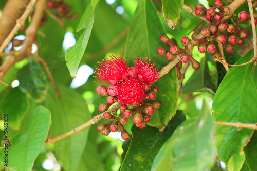 Ohia Ai (Mountain Apple) Tree Fruit Blossom