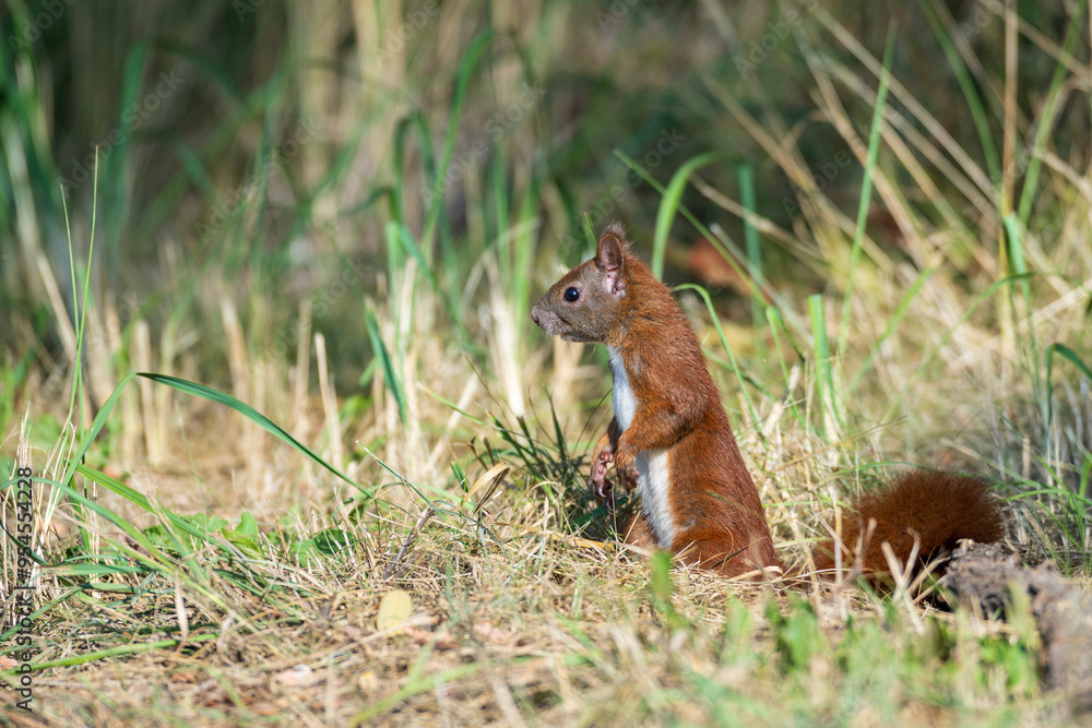 Ein rotes Eichhörnchen am Boden aufgerichtet stehend